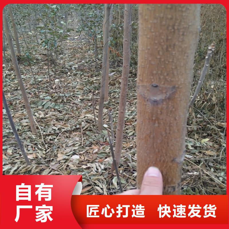 香椿_无花果苗真正让利给买家附近制造商