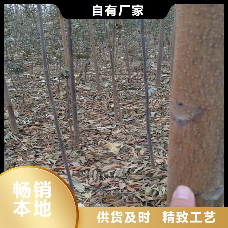 香椿无花果苗低价货源精心打造