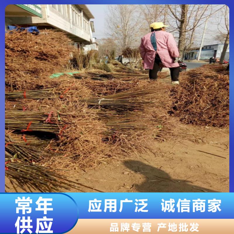 香椿苹果苗工厂直供同城经销商