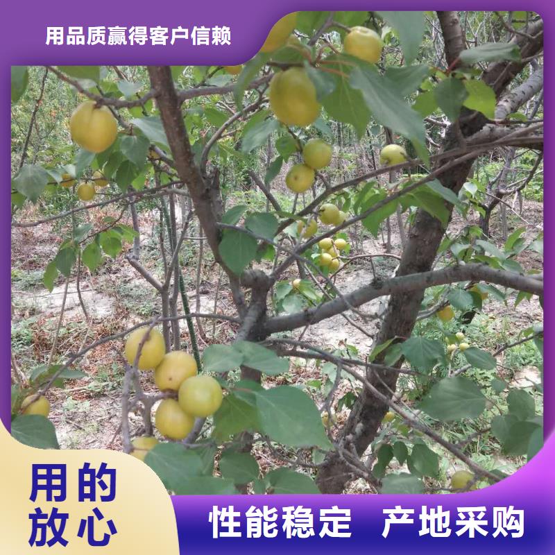 杏【蓝莓苗】自主研发支持非标定制