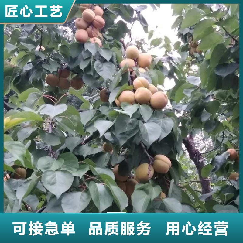 【杏】樱桃苗定制零售批发货到付款