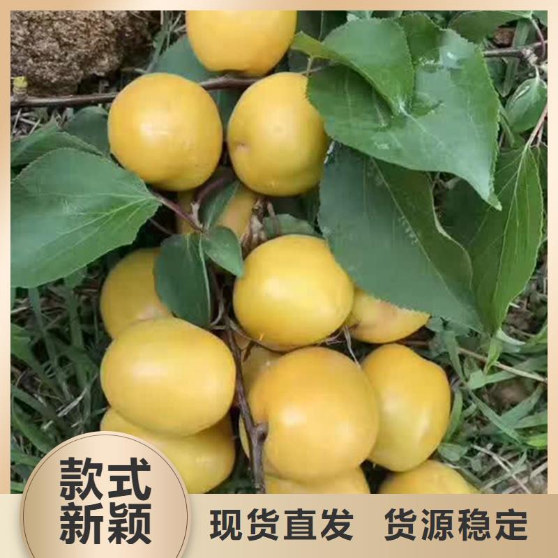 杏【苹果苗】支持定制贴心售后严格把控每一处细节