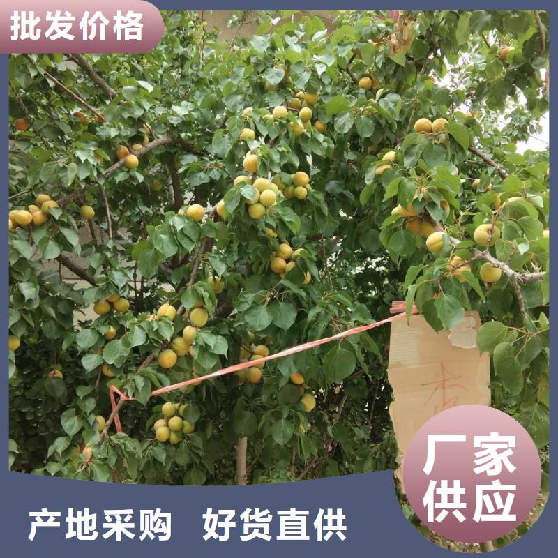 杏嘎啦苹果我们更专业应用范围广泛