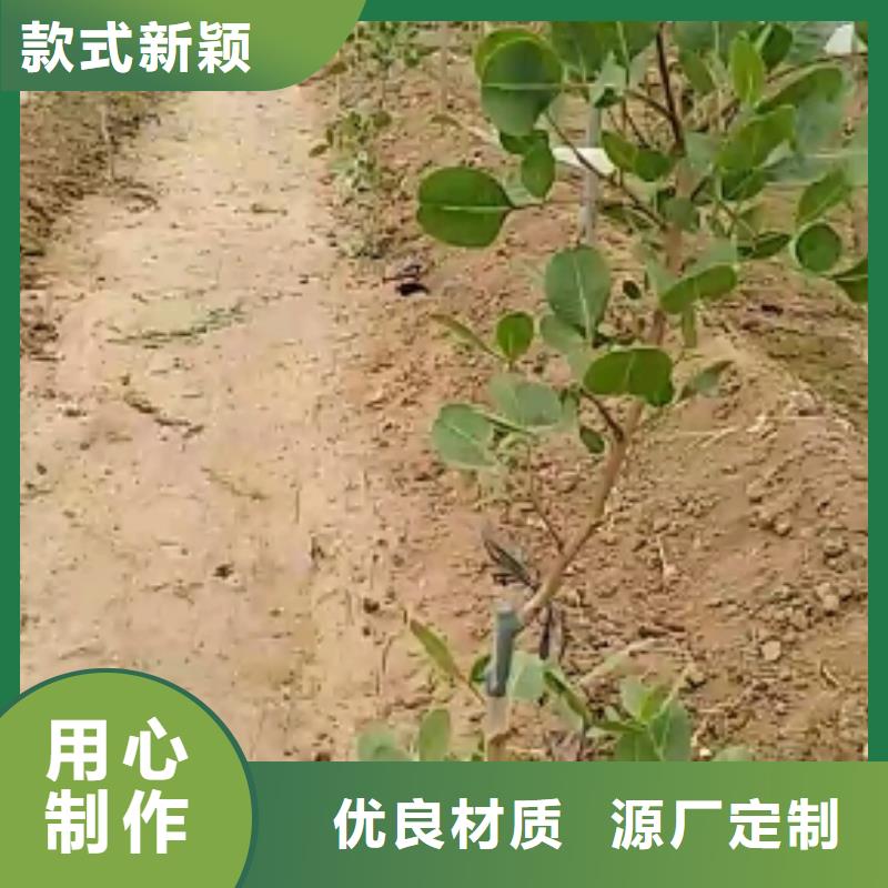 开心果【苹果苗】资质认证满足多种行业需求