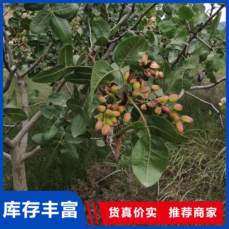 开心果,苹果苗厂家同城供应商