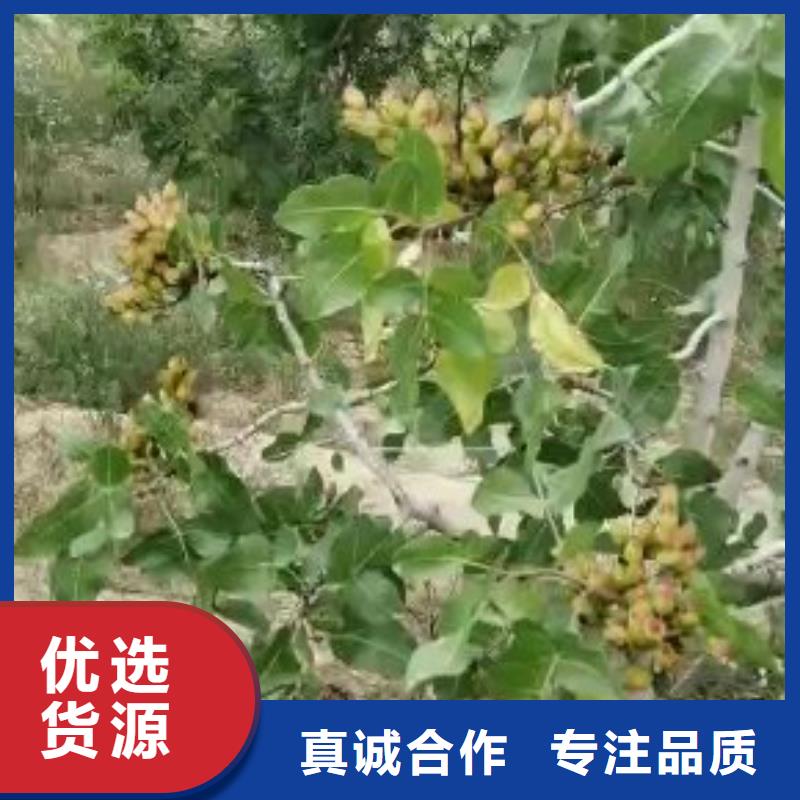 开心果蓝莓苗把实惠留给您多种规格供您选择