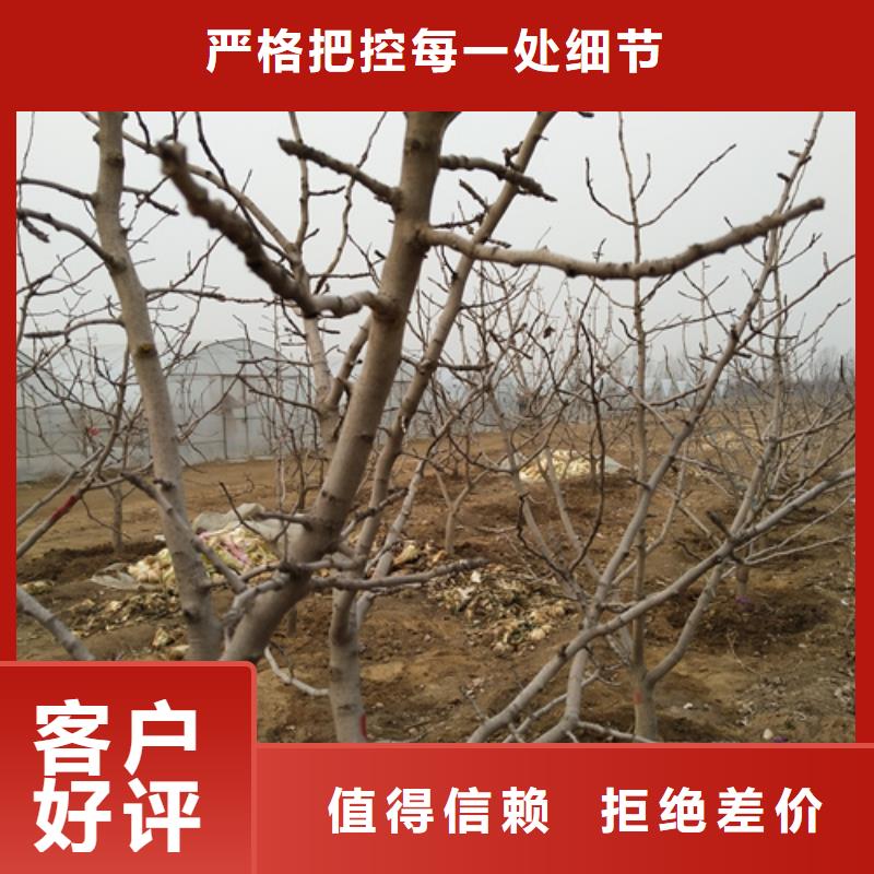 【开心果】苹果苗专业设计本地经销商