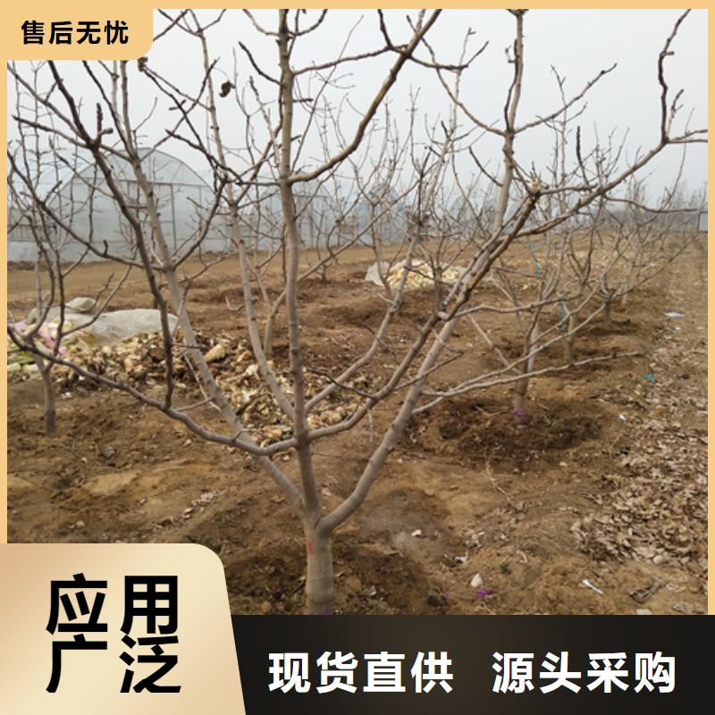 【开心果】无花果苗放心购工厂直供