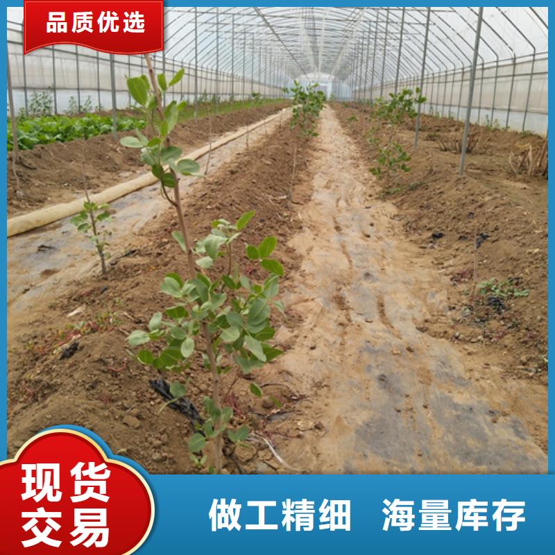 开心果,【苹果苗】买的是放心产品细节参数