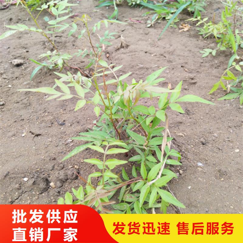 【开心果苹果苗经验丰富质量放心】库存齐全厂家直供