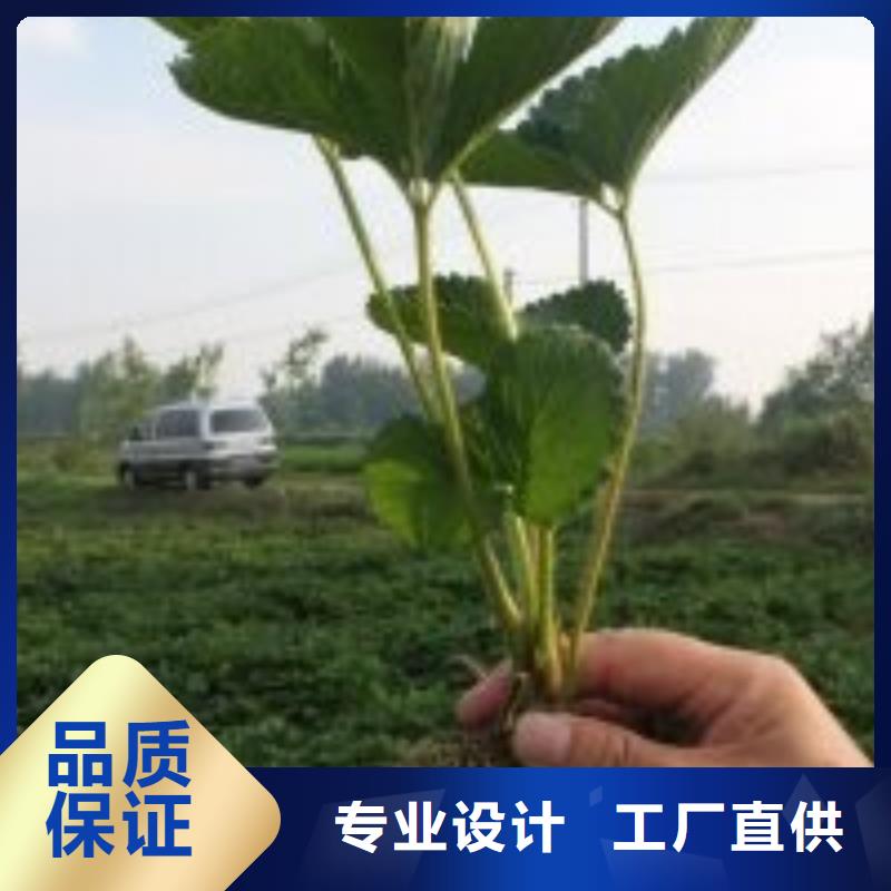 草莓苗_柱状梨树苗一件也发货专注细节更放心