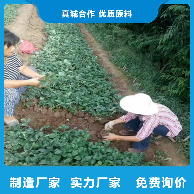 【草莓苗】草莓苗价格严格把关质量放心用品质说话