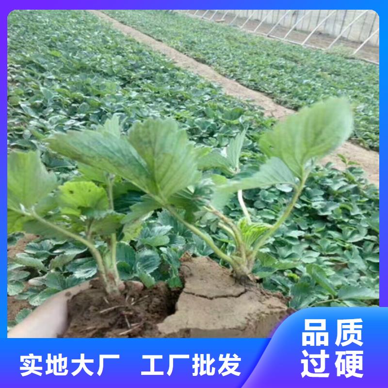 【草莓苗】草莓苗价格品质可靠采购