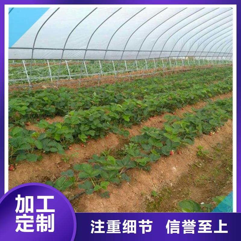 【草莓苗大棚草莓苗质量安全可靠】本地生产厂家