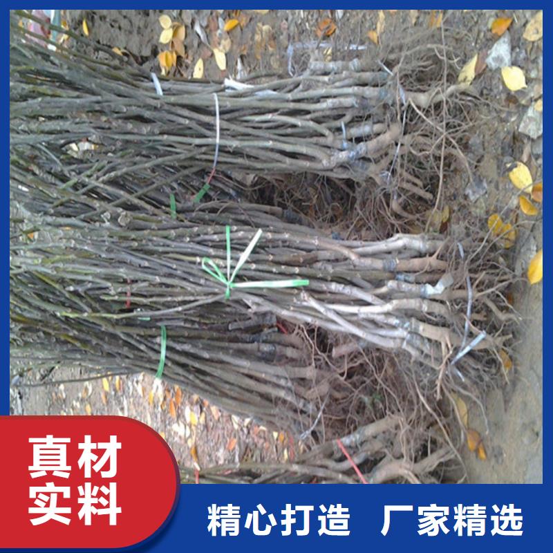 核桃苗果树苗批发基地不断创新实体厂家大量现货