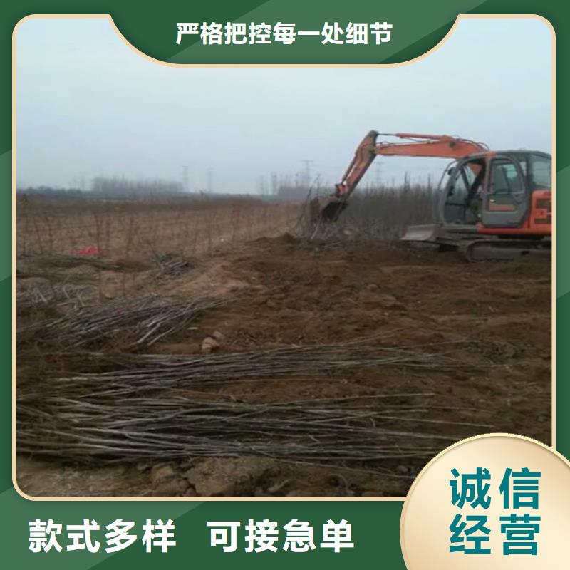 核桃苗苹果苗基地产品参数支持加工定制