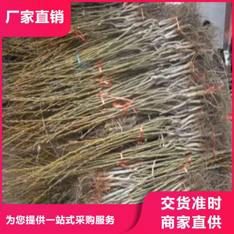 核桃苗-【果树苗】N年大品牌多种优势放心选择