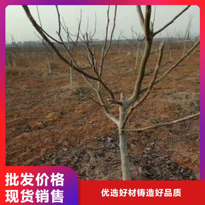 核桃苗樱桃苗现货批发多种工艺