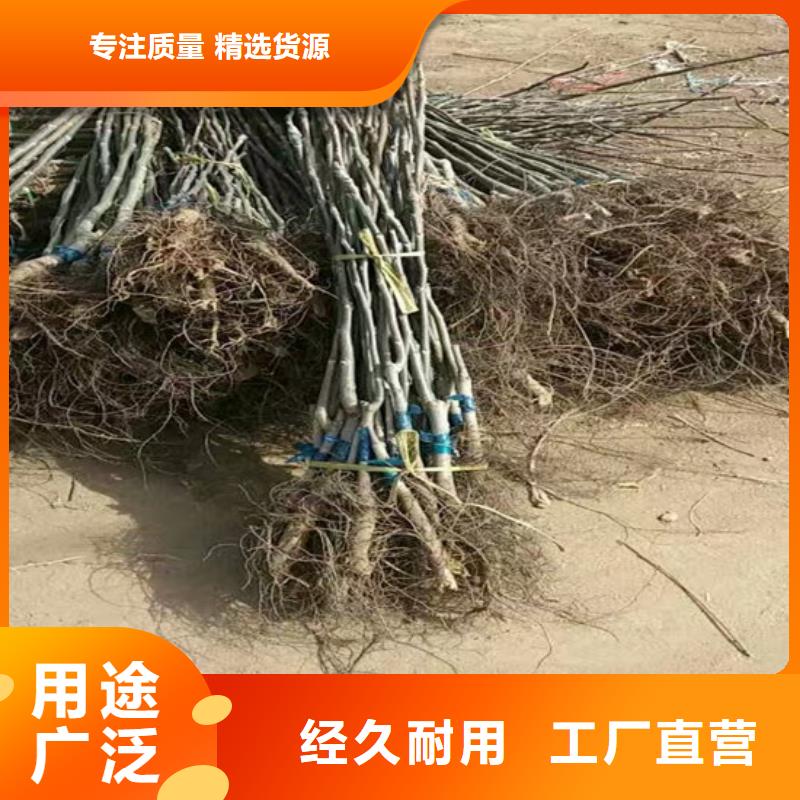 核桃苗梨树苗基地批发价格产品优良