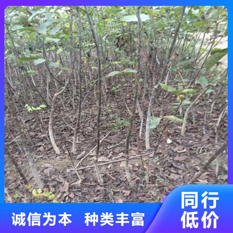 核桃苗_【珍珠枣油桃树苗】自产自销附近公司