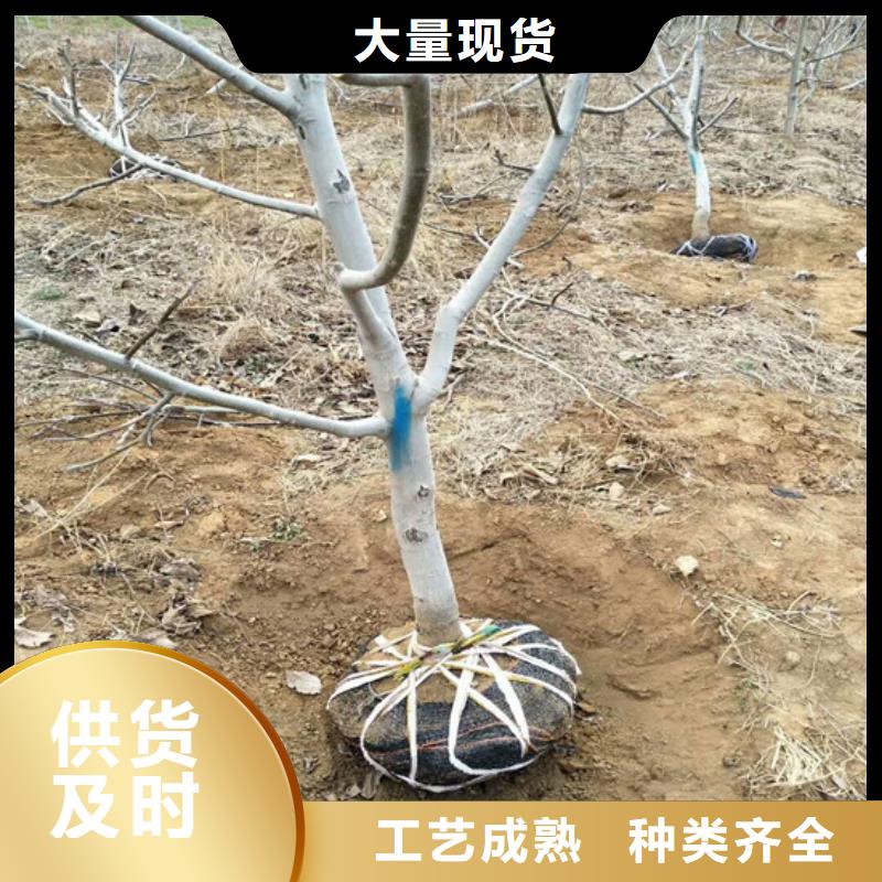 核桃苗果树苗批发基地性价比高一个起售