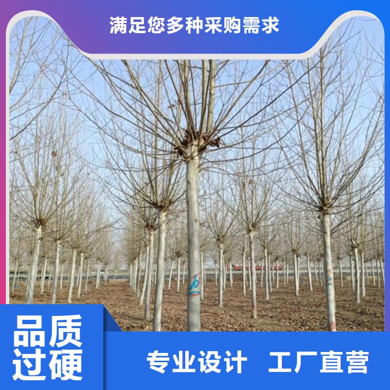 法桐,五角枫实力工厂工厂自营