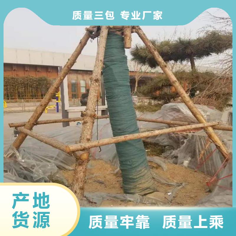 裹树布-土工膜N年生产经验型号全价格低