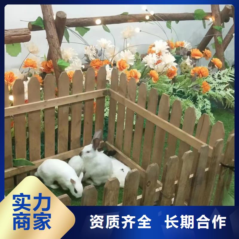 马戏团/羊驼-小香猪宠物出租效果满意为止24小时为您服务