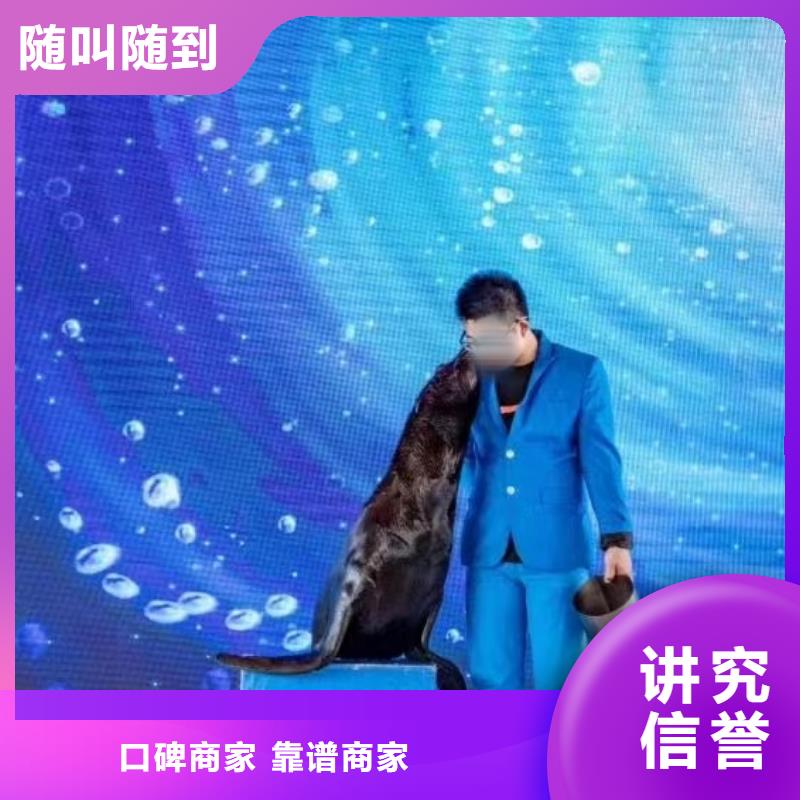 海洋主题动物表演海狮表演出租匠心品质行业口碑好