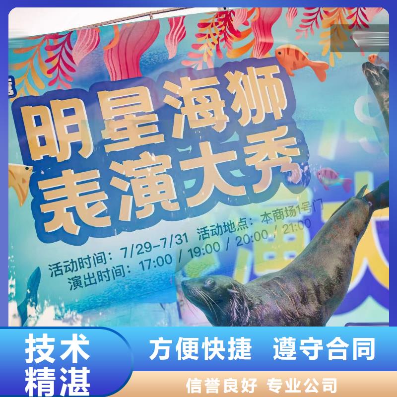 海洋主题动物表演-动物表演租赁放心当地品牌